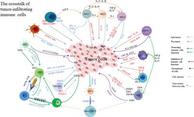 The soldiers needed to be awakened: Tumor-infiltrating immune cells